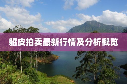 貂皮拍卖最新行情及分析概览