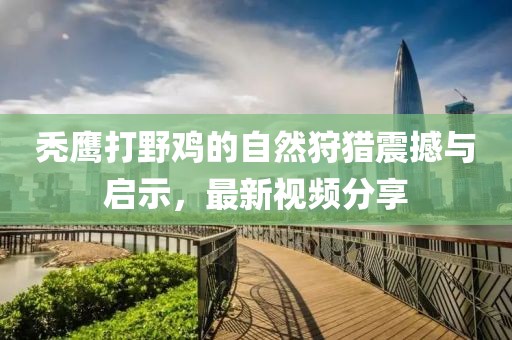 秃鹰打野鸡的自然狩猎震撼与启示，最新视频分享
