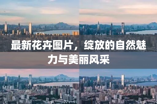 最新花卉图片，绽放的自然魅力与美丽风采