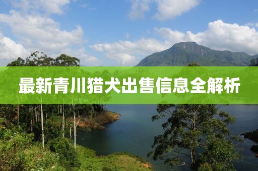 最新青川猎犬出售信息全解析