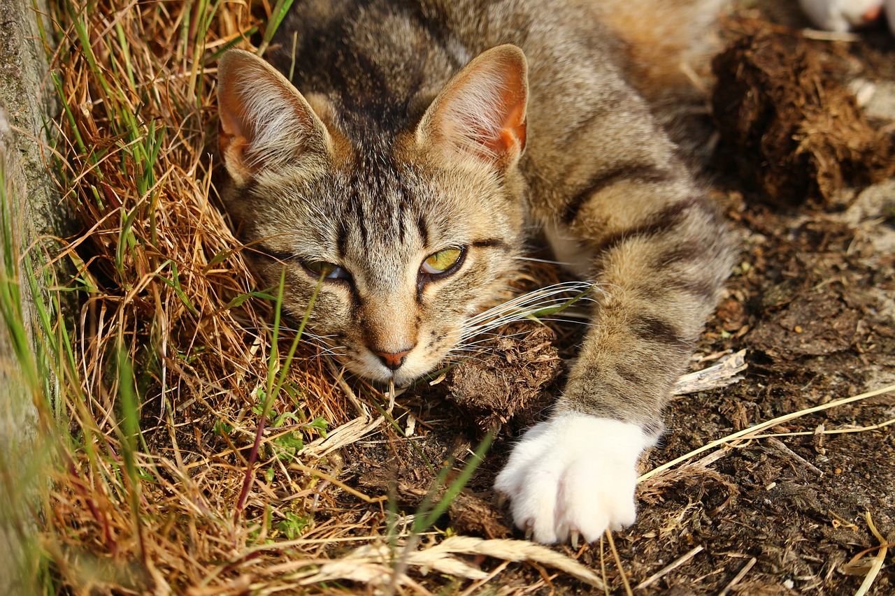 猫咪apk最新版深度解析，功能特性与探索