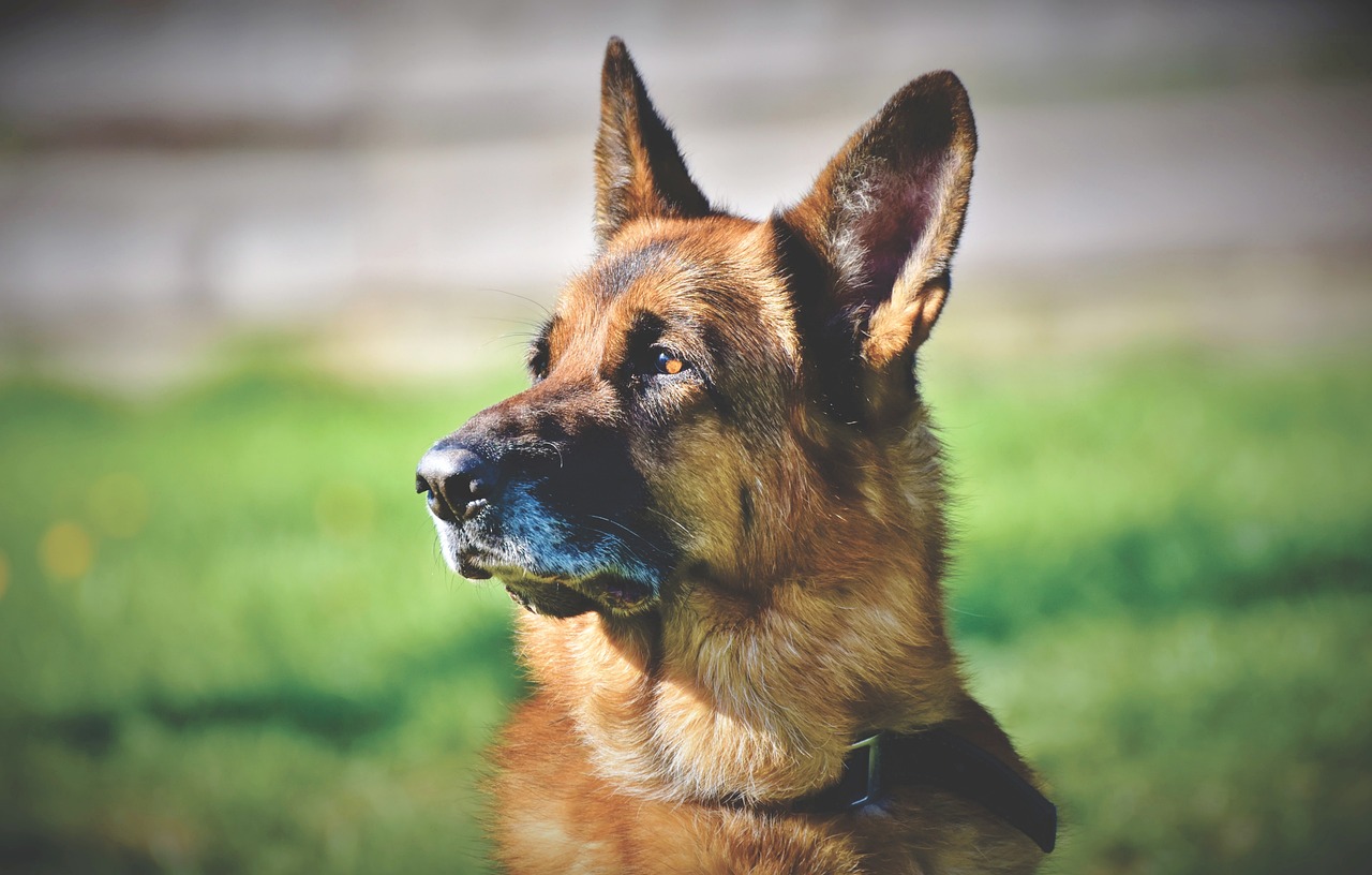 优质打猪犬出售，用途广泛，品质卓越