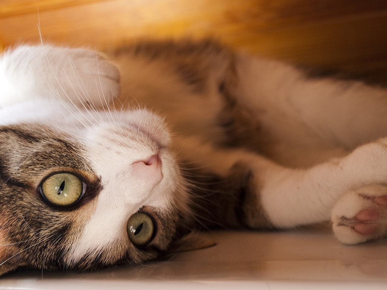 猫咪软件官网最新版，一站式猫咪爱好者的乐园探索
