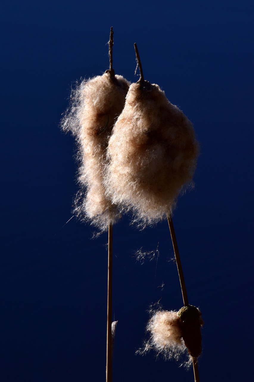 辽宁依生生物引领行业创新，助力健康中国最新动态揭秘