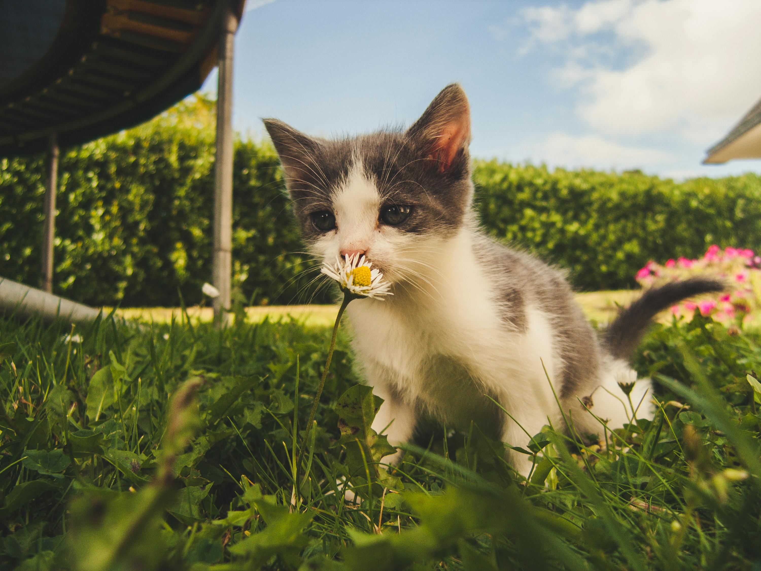 探索猫咪乐园，猫咪后院最新版本的下载与体验