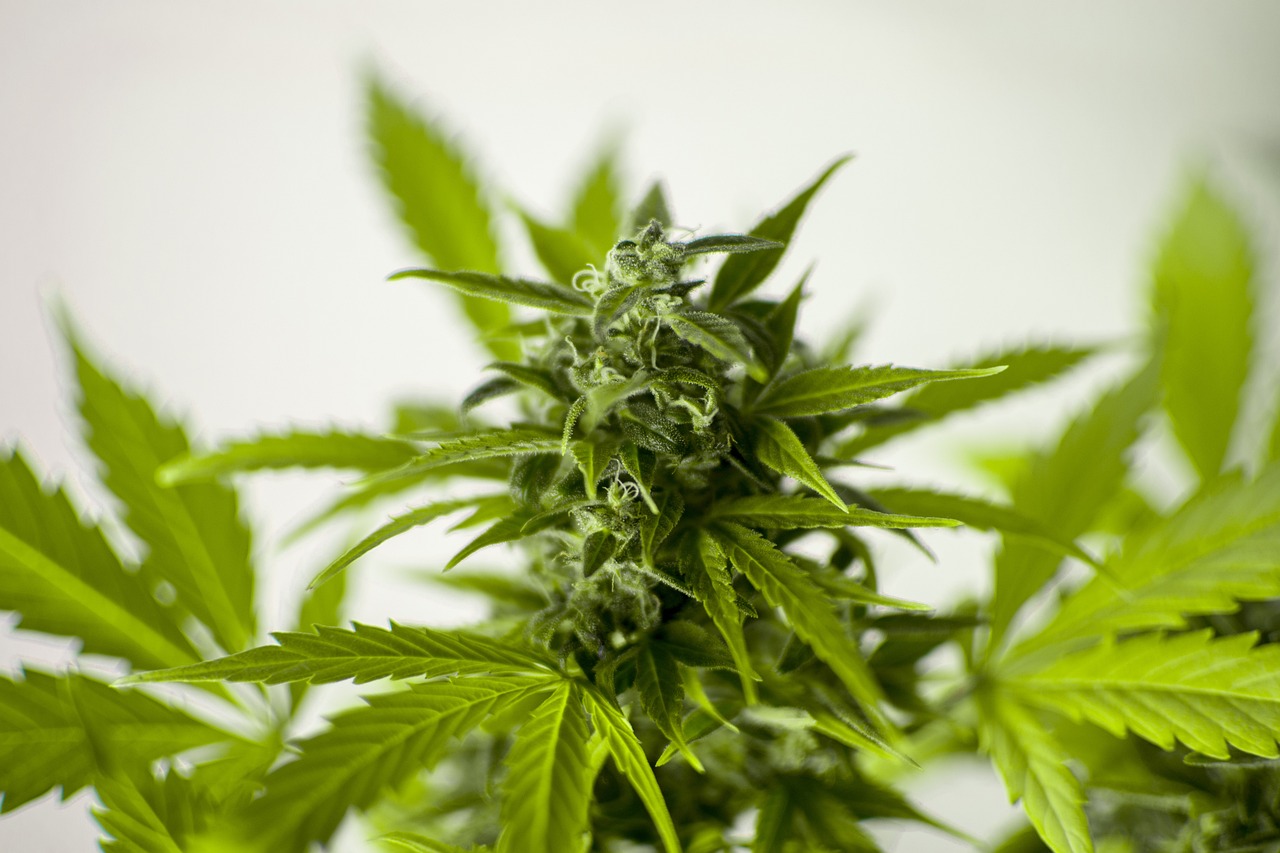 植物大战僵尸全明星最新版破解版，游戏深度解析与体验分享及法律风险警示