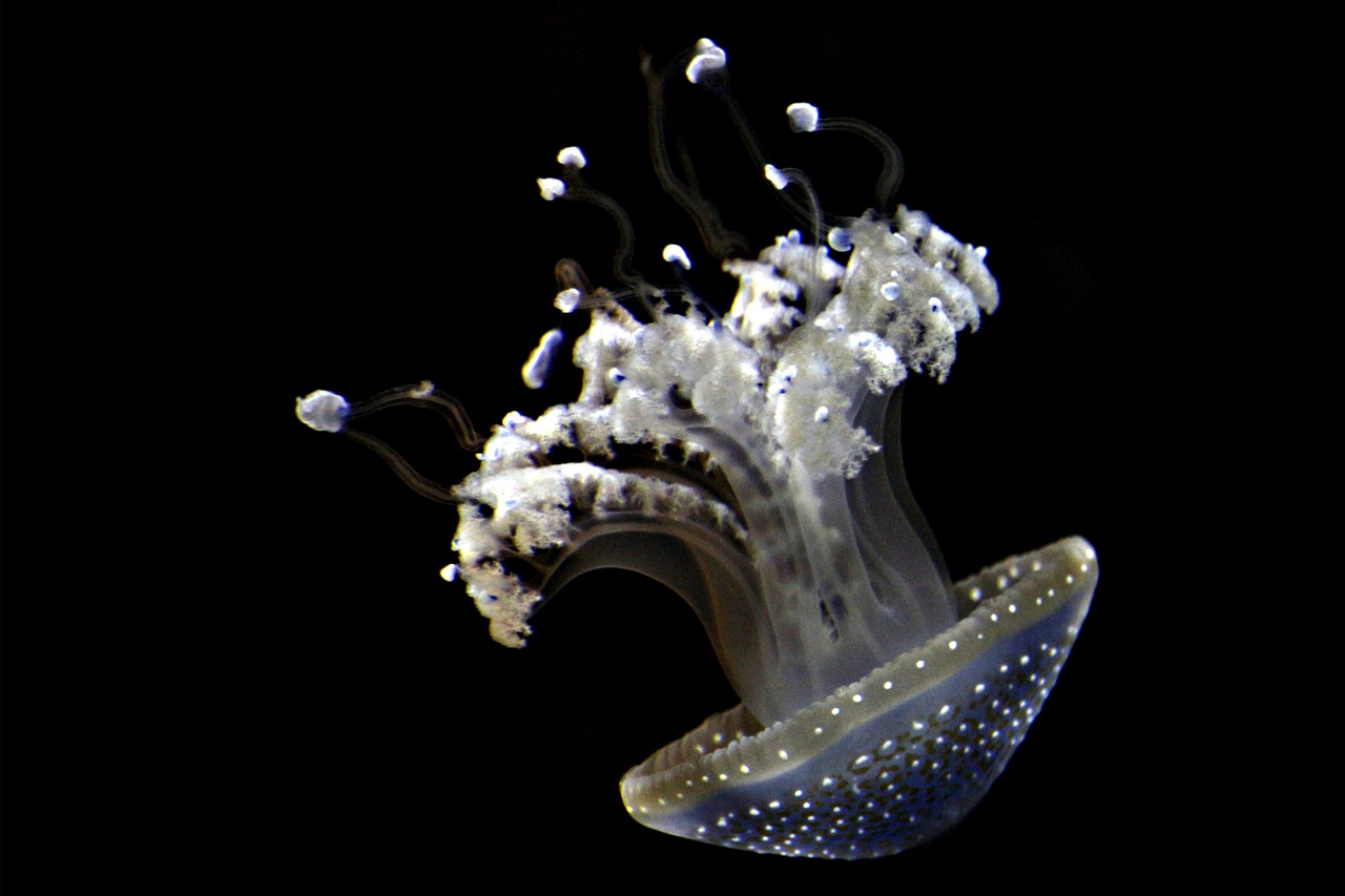 深海水族馆最新版本下载攻略，体验分享与下载指南