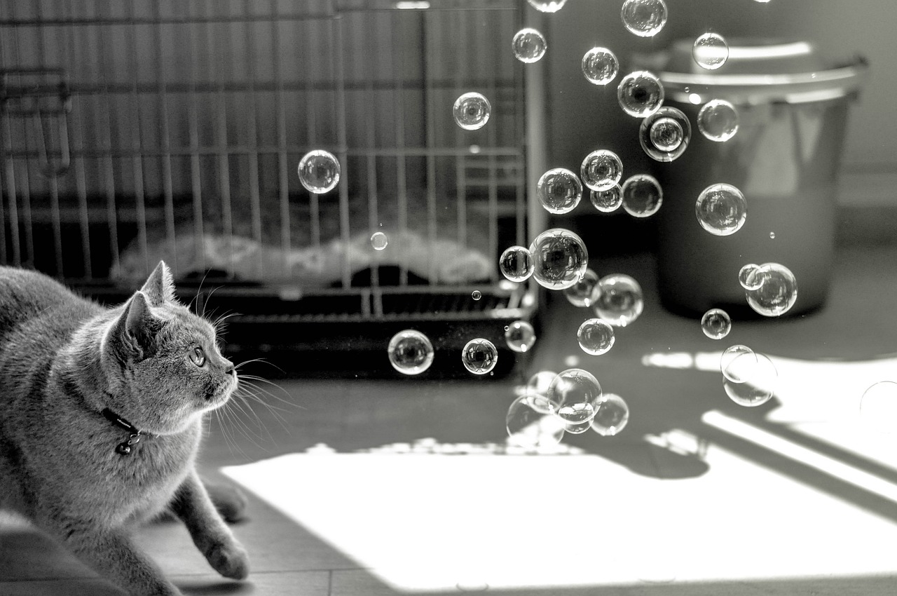猫咪后院特殊猫最新动态揭秘，最新猫咪后院特殊猫更新资讯