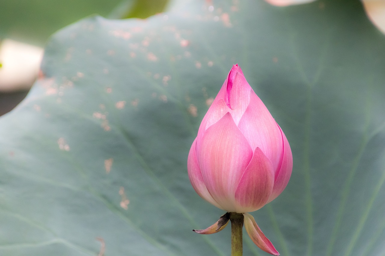 岳麓区莲花镇蓬勃发展新面貌与未来展望，最新动态揭秘城镇蜕变之路