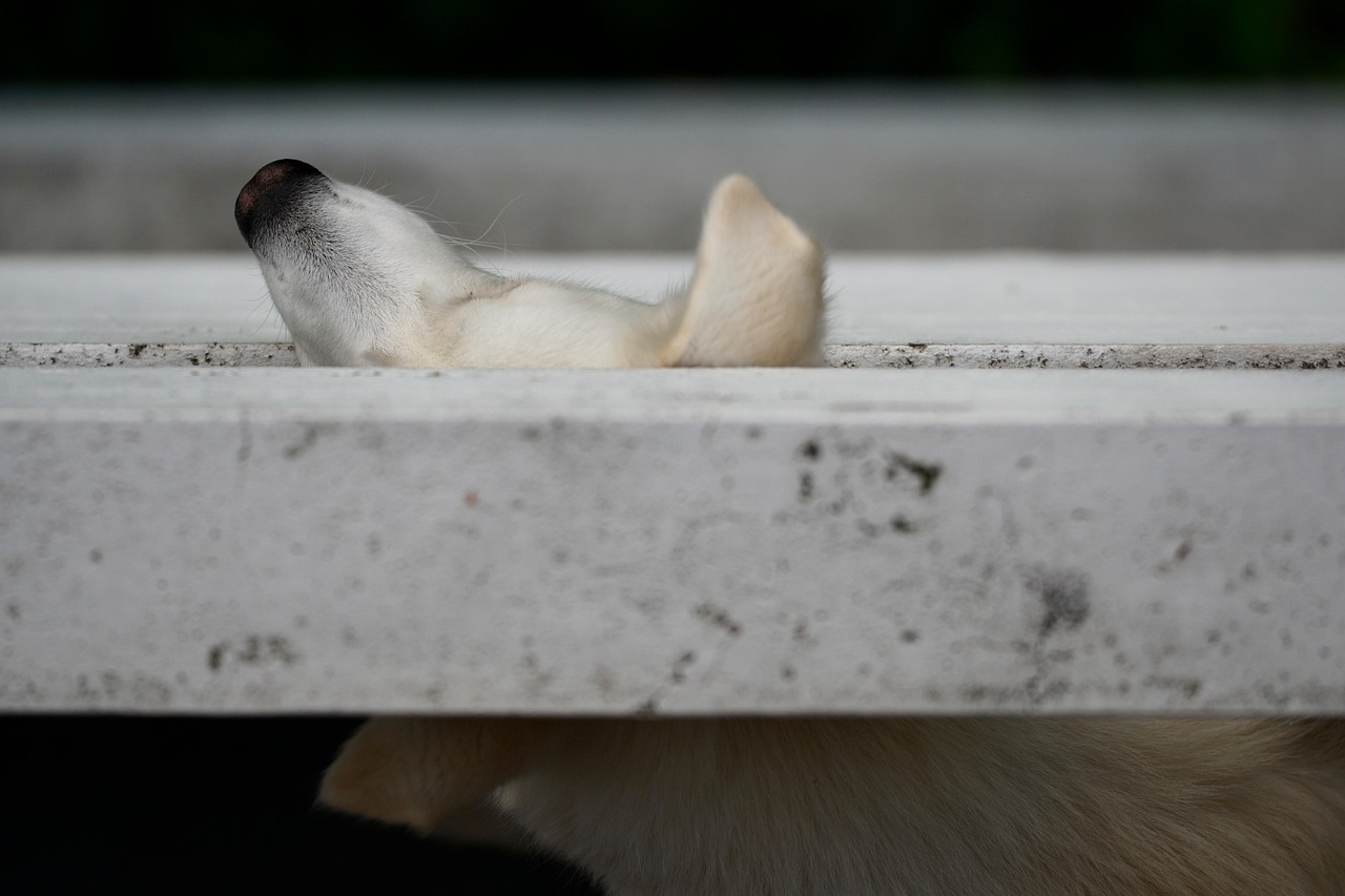 天津格力犬最新资讯，探寻优秀犬种的现状与未来展望